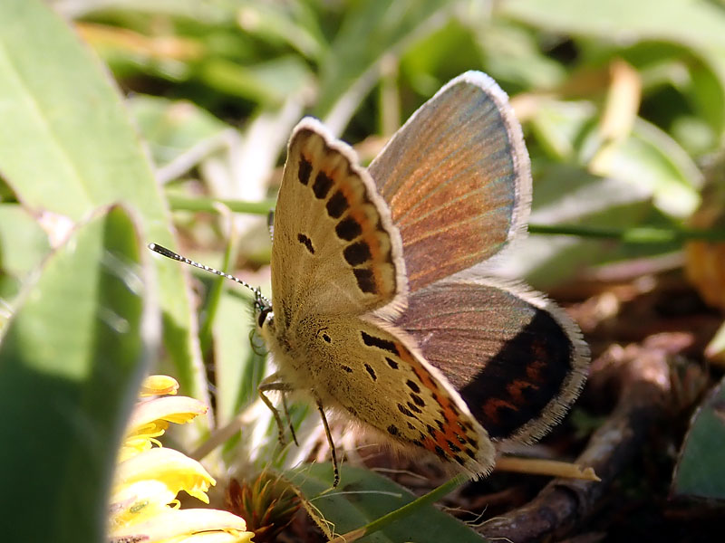 Plebejus stranissimo: Plebejus idas - Lycaenidae, aberrante